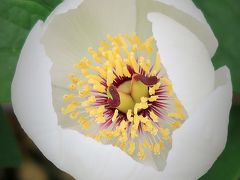 梅小路公園-２　春の和の花展　ヤマシャクヤク咲く　☆珍しい山野草・コケ類を集めて