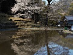 桜見物とドライブ