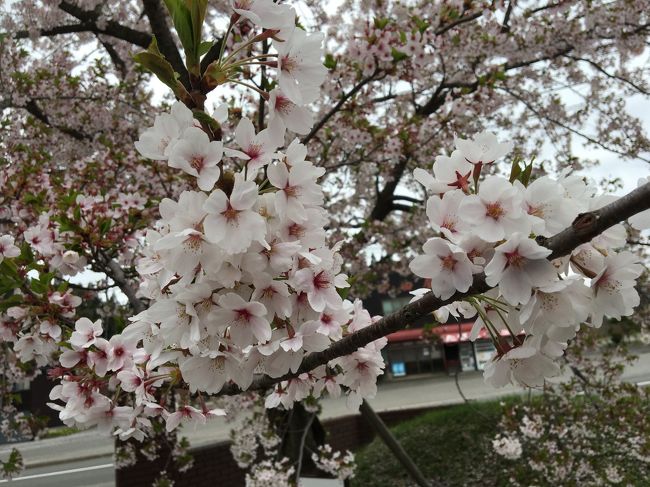 福島を出発して、宮城～岩手を経て青森へ。<br />主人の希望で、八甲田山雪中行軍遭難資料館へ。<br />昔、観た、高倉健の映画を思い出し、感慨深いものがありました。<br />桜が美しく咲いていました。<br />竜飛岬ではあいにくの天気で、北海道がほんのりと見える程度。<br />でも、北に来たんだなぁ～とこれまた感慨深い。<br />三内丸山遺跡は以前から来たかったところです。縄文時代の力強さを感じました。<br />十和田湖、奥入瀬渓谷では自然をしっかり感じます。