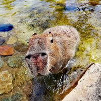 動物に温泉にパン、癒しスポットいっぱいの那須旅