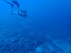 Apo reef と busuanga ダイビングクルーズ