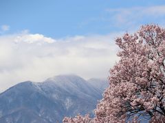 ’19．木曽・南信州の桜を求めて（光前寺・蔵沢寺）