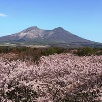 2019.4 つまみ食い東北旅行記⑥…早朝フェリー乗船のため青森宿泊、北海道に帰ったらそこは春だった！