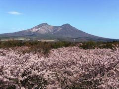 2019.4 つまみ食い東北旅行記⑥…早朝フェリー乗船のため青森宿泊、北海道に帰ったらそこは春だった！