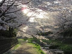 2019年4月5日：毎年恒例･桜満開の野川西之橋散策