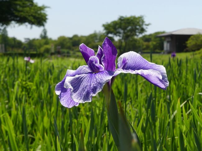 「つつじが岡第二公園」の花菖蒲_2019_まだ早過ぎ、ところどころで咲き始めです（群馬県・館林市）