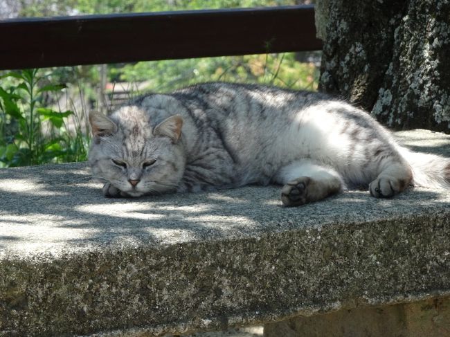 広島ひとり旅 猫を求めて尾道散策 尾道 広島県 の旅行記 ブログ By Nekoloveさん フォートラベル