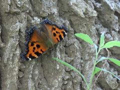 2019年森のさんぽ道で見られた蝶⑭ヒオドシチョウ、ミズイロオナガシジミその他
