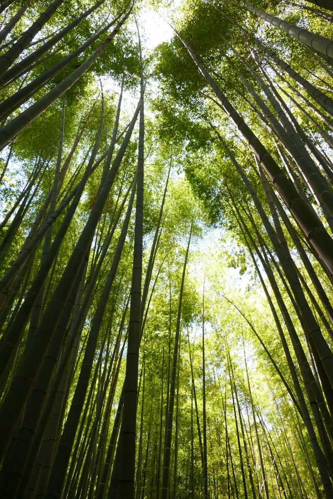 久しぶりに鎌倉を訪ねた。2年振りになる。連日5月にしては異常な程暑い日が続いたが、鎌倉を訪れたこの日はあまり暑くなく、しかも乾燥していて比較的凌ぎやすい一日であった。歩くのにはもってこいの天候であった。<br /><br />今回は次の4カ所を訪ねた。<br /><br /> 1.杉本寺 (十一面杉本観音三体を本尊とする鎌倉最古の寺)<br /> 2.旧華頂宮邸 (昭和4年、華頂宮博信伯爵邸として建築される)<br /> 3.旧一条恵観山荘 (後陽成天皇の第9皇子の京都から移築された別荘)<br /> 4.報国寺 ( 古来からおよそ千本もの孟宗竹林が生い茂る竹寺)<br /><br /><br />カバーの写真は、報国寺の空高く生い茂る、鬱蒼とした竹林の様で、まるで俗世を忘れさせるような風景である。
