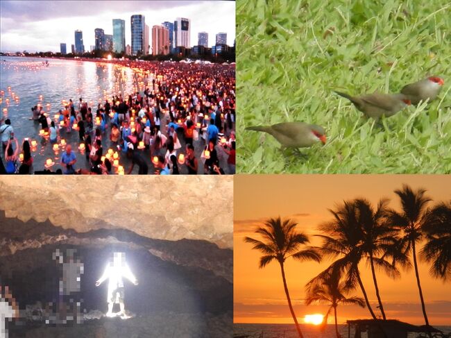 2019年のハワイ旅行日記<br /><br />毎年のようにハワイを訪れて暮らすように滞在していますが、今回の初体験としいては<br />ハワイ灯籠流し(会場の大型画面より)<br /> ハワイで最も小さい鳥の一種オナガカエデチョウ (Common Waxbill)を見かける<br />溶岩洞窟のオーラー写真<br />などでした。<br /><br />今回のハワイ島はいつもに比べて曇りの日が多く、ワイコロアのAベイの夕日もあまり見られませんでした。<br /><br />