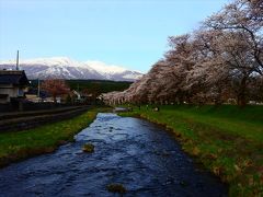 庄内の桜の名所、日和山公園、舞鶴公園、中山河川公園の桜を見に行きました。