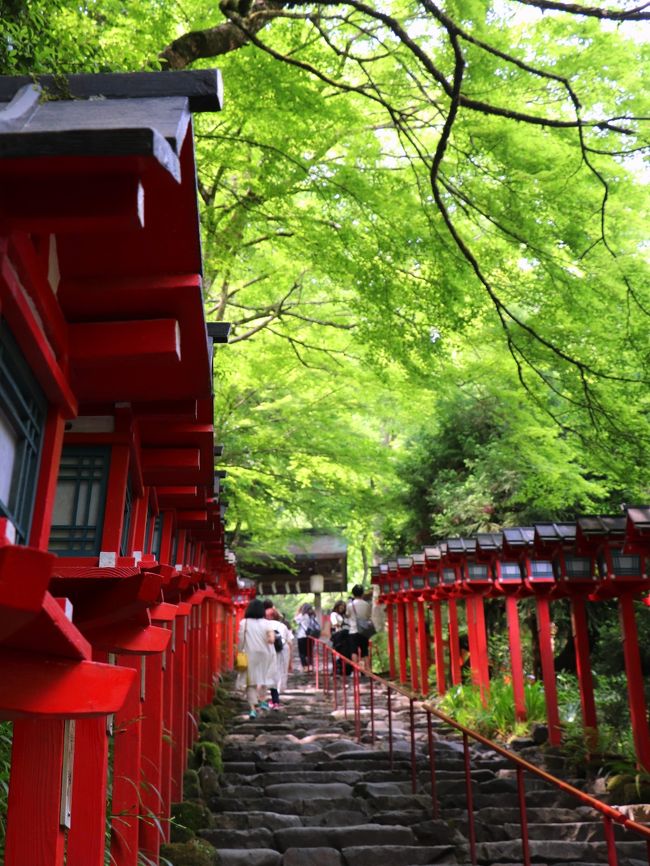 5月末の週末に京都に日帰り旅へと出かけました。<br />関東から京都へ日帰り旅とは無謀な計画に見えるかもしれませんが、早朝の新幹線に飛び乗れば朝の9時前には京都駅に到着し、ほぼ丸1日を京都で過ごすことができます<br /><br />今回の日帰り旅のターゲットは、初夏の青モミジに彩られた京の奥座敷;鞍馬。<br /><br />鞍馬と言えば、牛若丸伝説や源氏物語にも登場する由緒正しき歴史ある鞍馬寺が有名で、京都を訪れるのが20年ぶりの私は、京都駅に降り立った時からかなりハイテンションでした。<br /><br />鞍馬山では鞍馬寺から貴船神社まで抜ける山道（修行道）を歩き、森の木々から放出されるエネルギーをタップリと浴び、心身ともにリフレッシュしてきたのですが、歩きながら感じたのは、何かが違う…と云う違和感。<br /><br />違和感があったのは、鞍馬寺の本堂の風景や修行道沿いに建てられているお堂の様子。<br />山の中腹にある本堂の前には大きな魔法陣が埋め込まれ、観光ガイドが鞍馬が如何に凄いパワースポットであるかを力説し、列を成した観光客が魔法陣の真ん中に立ち写真を撮っていました。<br />そして、修行道の途中にある魔王殿と名付けられた仏教寺院も違和感の1つでした。<br /><br />鞍馬を歩いたその日の夜、違和感の原因を探るべく鞍馬寺を“パワースポット”をキーワードに調べてみたら、出てくること、でてくること…。<br /><br />種々の情報がありましたが、予想もしていなかったのがサナトクマーラと呼ばれる金星人の話です。<br />大魔王とも称されるサナトクマーラが金星から地球にやって来たのが650万年前で、世界各地に降り立った大魔王は日本の鞍馬にも降臨したと云われています。<br />そして、その大魔王は現在の鞍馬寺のご本尊の一人として崇められているという話でした。<br /><br />サナトクマーラ（大魔王）の日本名は護法魔王尊。<br />護法魔王尊は秘仏でありその姿は公開されてはいませんが、伝承によるとその姿形は赤ら顔に高い鼻で、それはまさしく天狗の姿。<br />まさか、伝説の鞍馬天狗が金星からきた宇宙人だったなんて…、完全に想定外の情報でした。<br /><br />私の脳内イメージでは、京の古刹であった鞍馬寺。<br />鞍馬に来てSF物語に出会うとは想定していなかっただけに、新たな鞍馬の一面を見た気がした京の1日でしたが、パワースポットをやたら強調する営業戦略には若干引く部分もあったことは否めません。<br /><br />そんな訳で、初の京都旅行記は、京の奥座敷；不思議伝説が残る鞍馬を斜めに切った旅行記となりました。<br />