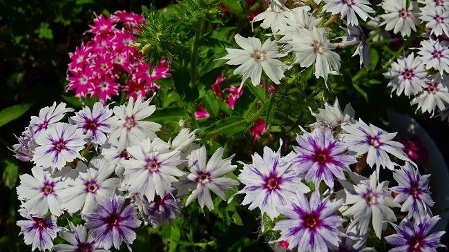 その5からの続きです。<br /><br />写真は、珍しい形のお花です。
