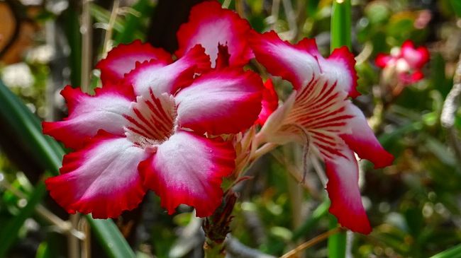 上巻からの続きです。<br /><br />写真は、砂漠のバラと呼ばれている花です。