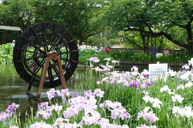 今日 床屋で城北浄化センターに花菖蒲を無料で見せていると情報を得たので、ドライブがてら出かけてみた、　現地に着いて思ったこと、　とてもこじんまりとした池でした、　　地域活性化でしょうか