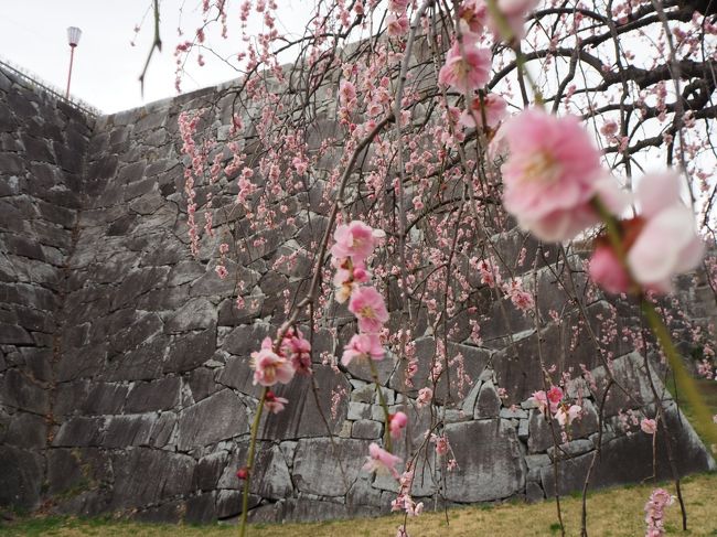 2019年2，3月は仕事と花粉で、なかなか遠出しようという気にならないままあっという間に新年度。<br />仕事も一段落し、花粉もそこそこ納まったという事で、久々どこか行こうかねと色々行先を模索してたら、北海道の松前城が4月某日に冬眠から覚めて、晴れて開館するとのことで、それなら函館の五稜郭やら、初めての北海道新幹線やらを絡めて週末行ってみるべかと。しかも運よく金曜午後半休が取れたんで、仕事終わりでそのまま出発しようという事に。<br /><br />最初は、金曜日中に函館まで行ってしまおうかとも思ったんだが、折角の機会なので、東北のどこか寄り道をと八戸or盛岡の二択に絞り込み。八戸は少し前だが仕事で1回、知り合いの結婚式で1回訪れていたが、盛岡は中学の時に父親と1回行ったきりで、殆ど記憶も無いという事で寄り道先はこちらに決定。<br /><br />最初は城だけ見られればいいかななんて思ってたりもしていたのですが、折角盛岡訪れるので、あのトラベラーさんにご挨拶でもとメールさせて頂いた所、快くOK頂き、夜に会食する事となった次第です。<br /><br />そんな感じで道南二城を巡る前段の盛岡城散策＆トラベラーFさんとの会食の様子をご覧下さい。<br />