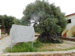 5月のギリシャは野草の花満開だった　クレタ島