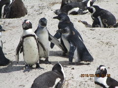 南アフリカの絶景　ペンギンの棲む海岸へ