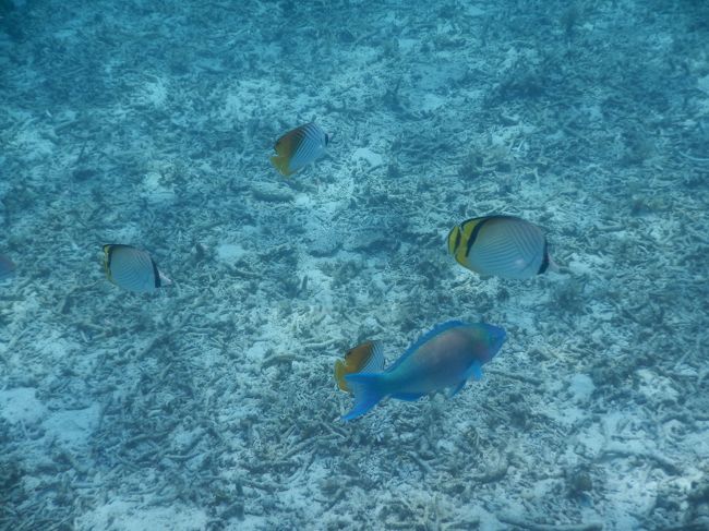 沖縄旅行は日程を決めるのがとても難しいです。<br /><br />天候（特に台風）、海水温、潮位、混雑状況、価格を考えると本当に難しい(&gt;_&lt;)<br /><br />今回は今までの経験を踏まえ、敢えて5月末に計画しました。<br />以前その時期でも晴天で、シュノーケリングを楽しめたのです。<br /><br />旅行一日目までは梅雨とは思えぬ良い天気！<br />ですが・・・二日目からは梅雨空に突入してしまいました(T_T)<br /><br />それでも穴場（と、自分では思っている）ビーチを見つけ、ほぼ海だけの沖縄旅行となりました。いつものことです(笑)<br /><br />お魚たちの写真が、色鮮やかには撮れなかったのが残念です。<br />