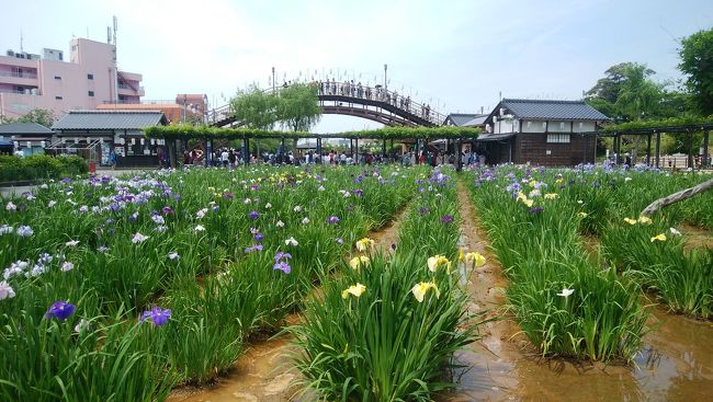 今シーズンは旅行日当日から運行開始の特急あやめ祭りに乗って水郷潮来あやめまつり、佐原、成田山新勝寺と巡ってきました。