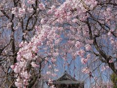 「龍興寺」のシダレザクラ_2019_３月２７日はほぼ満開で、とても綺麗でした（群馬県・館林市）