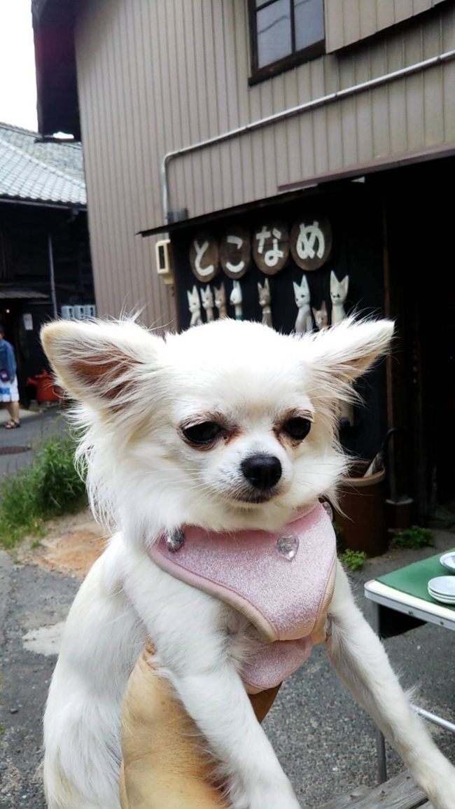 ペットと行けるとこをネットで探して行きました。