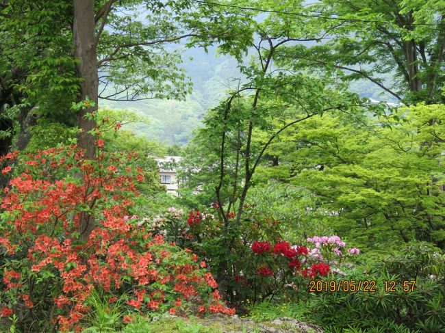 5月22日、午後0時半頃に強羅駅に到着しました。　そこから坂道を歩いて約10分後に箱根強羅公園の正門に到着しました。　箱根強羅公園は箱根登山ケーブルカーの公園下駅～公園上駅の間にある斜面に広がる公園で噴水池を中心に左右対称に整備されたフランス式整型庭園です。<br /><br /><br />＊写真は新緑とツツジやシャクナゲの花が美しい公園<br />