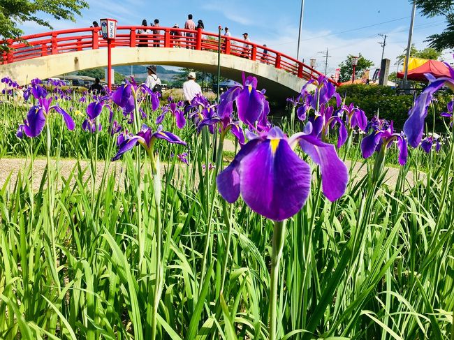 会社の保養所に泊まり、豊橋の花しょうぶ園と三ヶ根山スカイラインのアジサイを見に行ってきました。帰りは一色で浜焼きのランチと西尾のかき氷とグルメも堪能