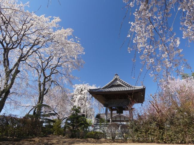 ８日前（３月２７日）に綺麗なシダレザクラを見てきた「龍興寺」に再訪し、開花が進んだ普通のサクラ（ソメイヨシノ？）を見てきました。咲き具合は５～７ぶ咲きで、満開とは言えませんでしたが、それでも綺麗なサクラでした。<br />「龍興寺」のサクラを見た後、近くの「大山祇（おおやまづみ）神社」に寄りました。ここにも立派なサクラがあって、開花が進んでいました。