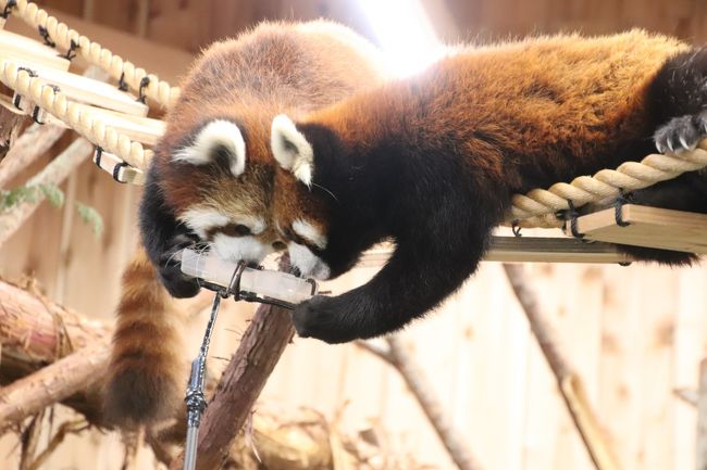 令和最初のレッサーパンダ動物園gwの伊豆めぐり ２ 伊豆シャボテン動物公園 前 レッサーパンダ愛が足らなかった私だけど２番目当ては大ラッキー 伊豆高原 静岡県 の旅行記 ブログ By まみさん フォートラベル