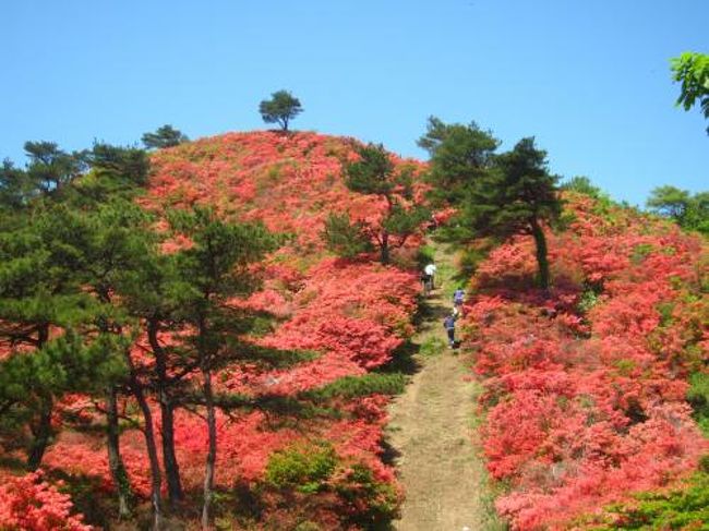 ’１９　宮城・岩手・青森旅行３　気仙沼 徳仙丈のツツジ②（本吉側登山）～かもめ食堂