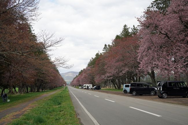 札幌に二泊したあと、思い立って静内まで足を伸ばした。<br />今年の桜は期待を裏切るものだったが･･･