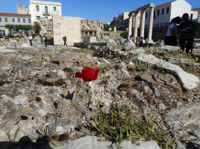 ギリシャは古代遺跡の宝庫で、中でもアテネはその中心。<br />ローマン・アゴラ、古代アゴラ、アクロポリス、国立考古学博物館、リカヴェトスの丘。<br />魅力いっぱいでしたし、ドコモ野草の花が満開でした。<br />