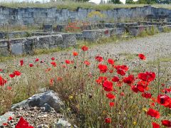 ギリシャ北部の遺跡にも野草は咲いていた