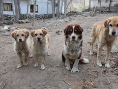 ラダック旅行　その４（チベット仏教と野良犬たち）