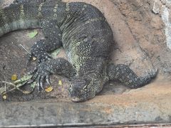 ワイキキ動物園で見た動物　　２０１９　～　ハワイ・オアフ島　～