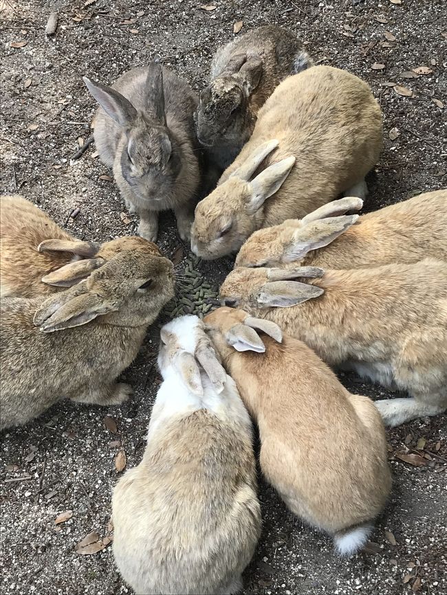 うさぎの大久野島に行きたいと思っていたところ<br /><br />たまたまグランドプリンスホテル広島で<br /><br />「クラブフロアモニタープラン」1名8840円を発見。<br /><br />クラブラウンジ 温泉を存分に使える~行くしかないでしょ。<br /><br />新幹線はJR西日本の株主優待で半額で購入。<br /><br />うさぎにとっても癒され ホテルライフも満喫した旅になりました~!