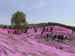 北海道春の花巡り　ひがしもこと芝桜公園～たきかわ菜の花まつり