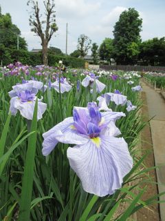 県内最大級「染谷花しょうぶ園」2019/6/4