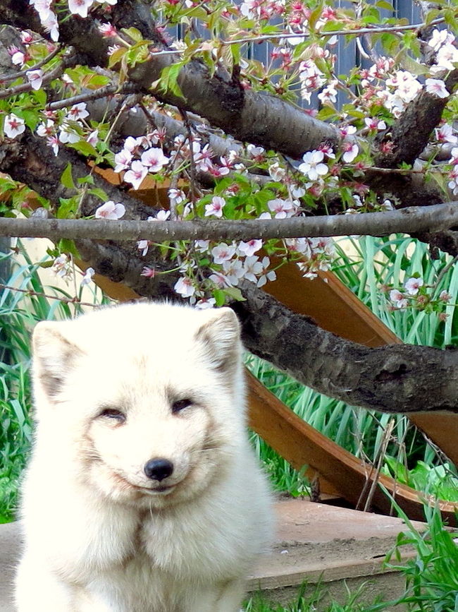 本編でフォローできなかった動物たちの凛々しい姿&抜けた仕草<br /><br />どちらにせよ、じっくり見ないことには始まらないが、こんなことしているから2日連続で行く羽目になる・・・<br /><br />おまけとして、園内で見かけた面白いサインも<br /><br />※表紙は堂々グランプリ受賞(なんのこっちゃ)のホッキョクギツネ
