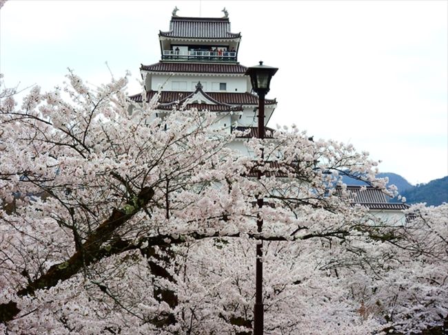 会津若松の鶴ヶ城の桜は４月下旬が見頃で、沢山の人で賑わっていました。当日はかなりの混雑が予想されていたため、早朝に家を出て、朝９時前には会津若松につくことができました。桜祭りの開催期間中は、市役所の駐車場が無料になるため、お城の前にある無料駐車場に車を入れ、後は歩いて見て回りました。この時間帯は、まだ駐車場はガラガラで、簡単に止めることができましたが、駐車場を出る午後には、長蛇の列でしたので、なるべく早く着く必要がありそうです。その後会津武家屋敷や飯森山を見て回りましたが、こちらの駐車場は問題ありませんでした。ただ、石部桜は駐車場から遠く、結構歩きました。