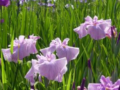 「つつじが岡第二公園」の花菖蒲_2019（3）_３~４割くらい咲きました。（群馬県・館林市）