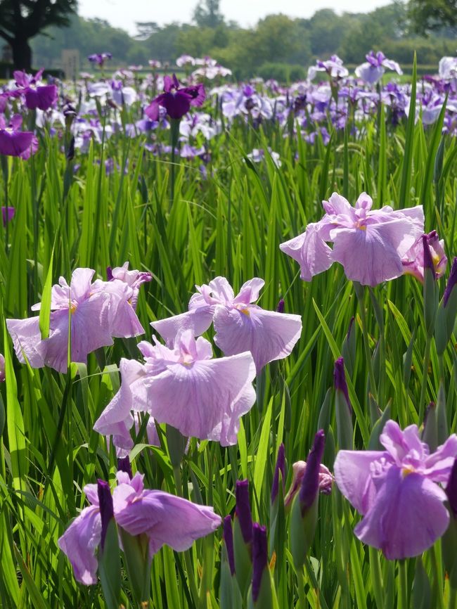 「つつじが岡第二公園」の花菖蒲_2019（3）_３~４割くらい咲きました。（群馬県・館林市）