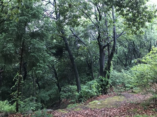 2019年6月の旅は<br /><br />三宮 一泊<br />京都 ニ泊<br />比叡山 一泊<br />福井 一泊<br />金沢 ニ泊<br />富山 一泊<br /><br />の予定です。<br /><br />
