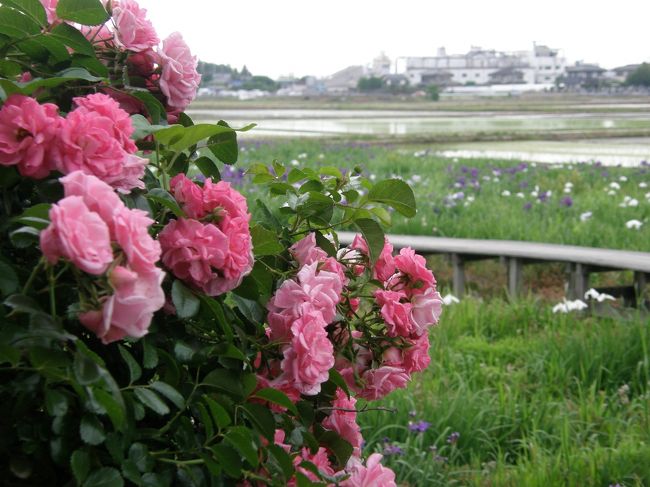 例年ですと菖蒲城址公園の菖蒲は見頃のはずと、出掛けましたが、満開には少し早かったようですが、まずまずの菖蒲観賞ができました。<br />会場には、定点観測のテレビカメラが設置されていましたが、どこのテレビ局かは解りませんでした、(昨年はNHK)ところが、私たちが訪れた6月5日の翌日の6月6日のテレビ東京の朝の天気予報で依田天気予報士が、この菖蒲城址公園から生放送で天気予報を中継していました。(家内は、一日早かった残念、何時も見ている各地からの中継は、このような形で放送しているようで、是非見たかったと残念がっていました)。<br />そんなエピソードが有った、菖蒲城址公園の菖蒲観賞でした。