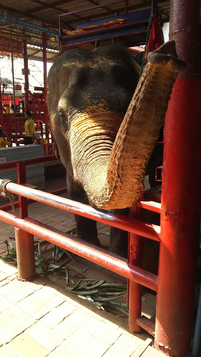 今日は、初タイの同行者のリクエストでアユタヤツアーに参加します。自分は、過去2回訪問していますが、暑く広いエリアのアユタヤ遺跡へはやはりツアー参加がベストだと思います。時間を効率良く使えるし、体力の消耗を最小限に抑えられるからです。以前一度、バンコクから電車に乗り、アユタヤゲストハウスに宿泊。地図を片手に無謀にも自転車で遺跡を廻りました。ご想像の通り、熱さにやられ一ヶ所しか行けなかった苦い経験が有ります。<br />ツアーは、時間が自由にならず窮屈な面もありますがビンボイントでしっかり確実に訪問するときはやはりツアーが一番ですね。