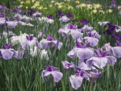 見頃の花菖蒲と咲き始めた紫陽花を愛でに～京都府立植物園～