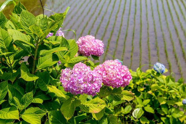 豊前市枝川内地区では、平成13年より「小さなむらの大きな挑戦!日本一のあじさいランド!」を合言葉に、地区をあげてアジサイの栽培をすすめています。そして現在、約16,000株植えられおり、6月中旬にはあじさい祭りの開催が予定されています。