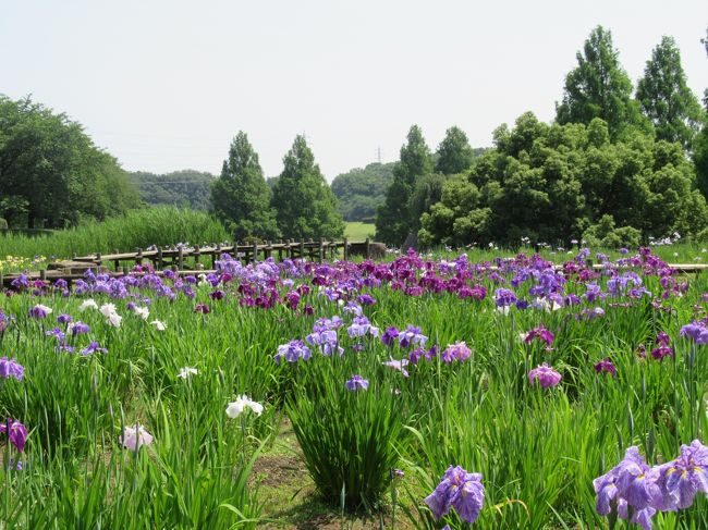 桜の時季に訪れた大宮第二公園。<br />その時に６月中旬に「菖蒲田」が見頃になると知ったので今回訪れてみました。<br />一昨日（6/4）に行った「染谷花しょうぶ園」は有料でそれなりに見応えもあったのですが、こちらは無料です。<br />例年よりも開花が早いので早めに行かれることをお勧めします。<br />