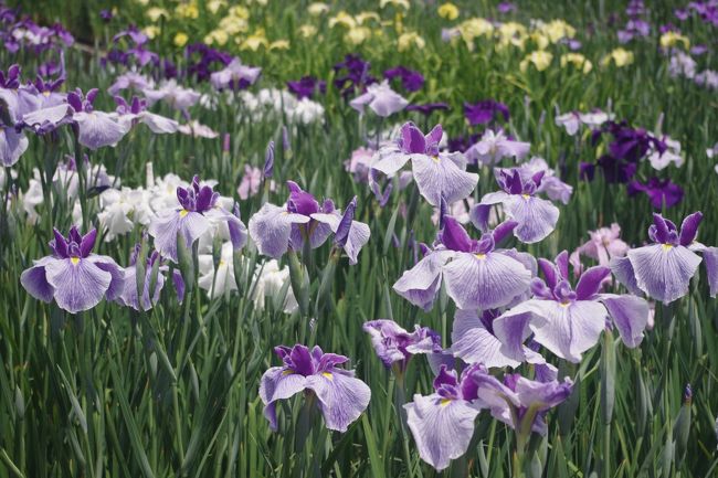 花菖蒲が見頃との情報を得て<br />暑い日でしたが<br />またもや植物園へ<br />涼しげな彩の花菖蒲や咲き始めた愛らしい紫陽花を<br />愛でている間は暑さを忘れるほどでした(^^;<br />